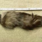 tail – Bild 2